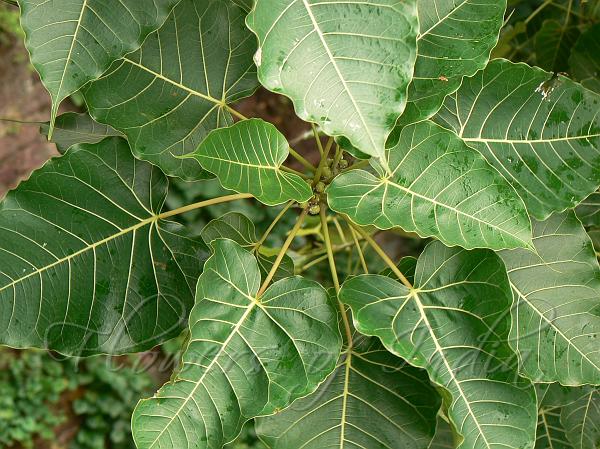 Indian Rock Fig